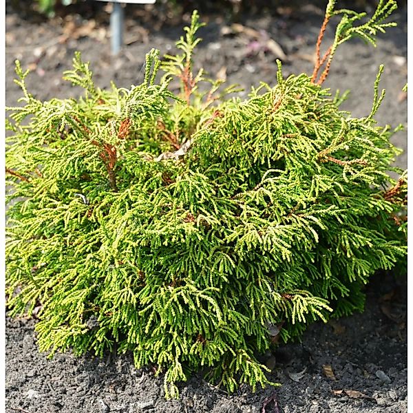 Gelbe Hinoki Scheinzypresse Gitte 15-20cm - Chamaecyparis obtusa günstig online kaufen