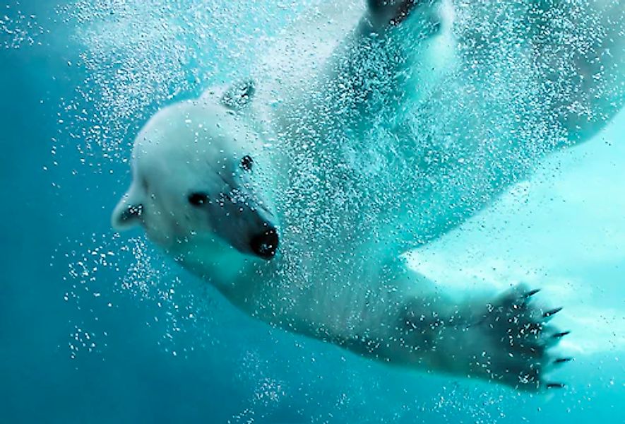 Papermoon Fototapete »Eisbär unterwasser« günstig online kaufen