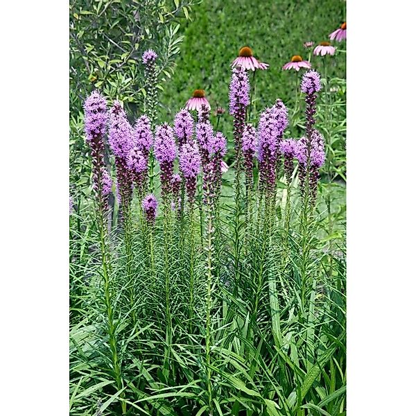 Liatris Spicata Floristan Violett Prachtscharte Ca. 9x9 cm Topf günstig online kaufen
