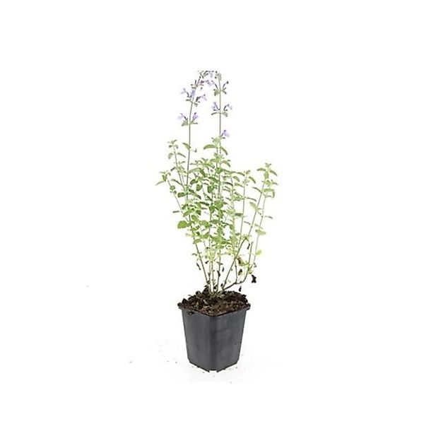 Exotenherz Katzenminze Nepeta Faassenii Walkers Low Pflegeleichte Staude 9c günstig online kaufen