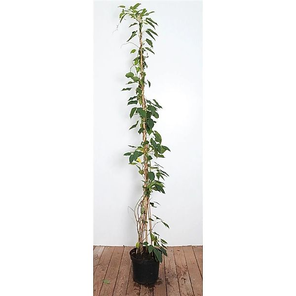 Actinidia Arguta Weiki -R- Kiwi Selbstfruchtend 100–150 cm günstig online kaufen
