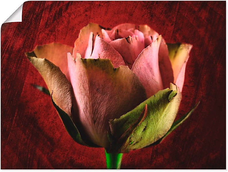 Artland Poster "Rosa Rose", Blumen, (1 St.), als Leinwandbild, Wandaufklebe günstig online kaufen