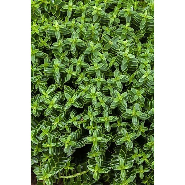 Hebe Cobb Valley 10-15 cm günstig online kaufen