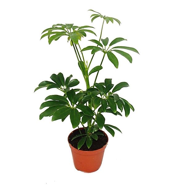 Exotenherz Strahlenaralie Schefflera 9cm Topf Zimmerpflanze ca. 25cm Hoch günstig online kaufen