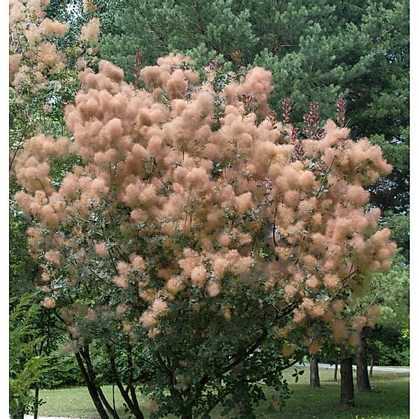 Perückenstrauch Rubrufolius 80-100cm - Cotinus coggygria günstig online kaufen