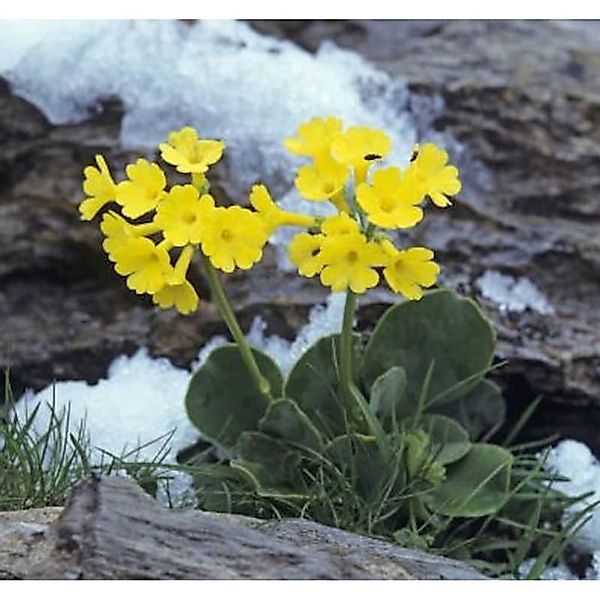 Alpenaurikel - Primula auricula günstig online kaufen