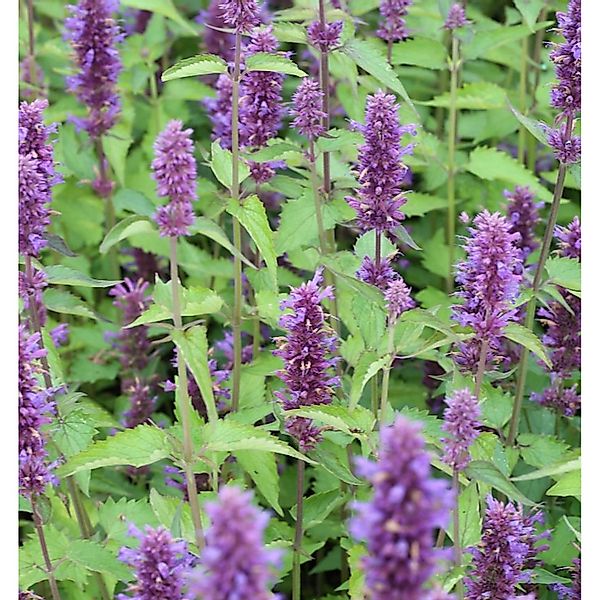 Mexikonessel After Eight - Agastache rugosa günstig online kaufen