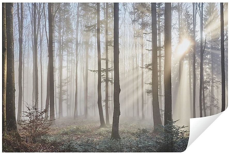 Wallarena Fototapete Wald im Nebel Natur Sonne Baum Wohnzimmer Schlafzimmer günstig online kaufen