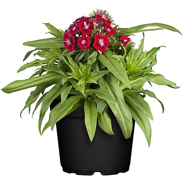 Bartnelke Rot Topf-Ø ca. 13 cm Dianthus barbatus günstig online kaufen