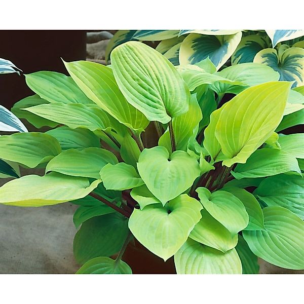 Hosta X Cult. Fire Island Funkie Ca. 9x9 cm Topf günstig online kaufen