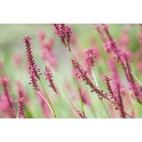 Bistorta Amplexicaulis Inverleith Kerzenknöterich Ca. 11x11 cm Topf günstig online kaufen