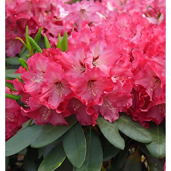 INKARHO - Großblumige Rhododendron Tripsdrill 30-40cm - Alpenrose günstig online kaufen