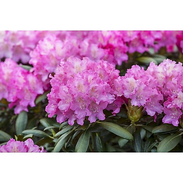 Rhododendron Hybr. Anastasia Rhododendron Rosa Blüten 30–40 cm günstig online kaufen