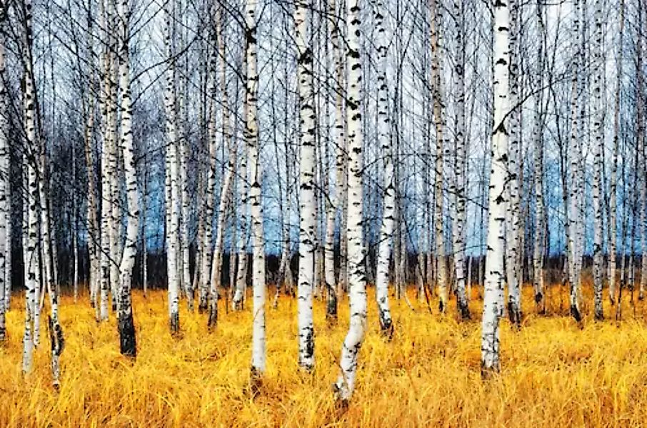 Papermoon Fototapete »Autumn Birch Grove« günstig online kaufen