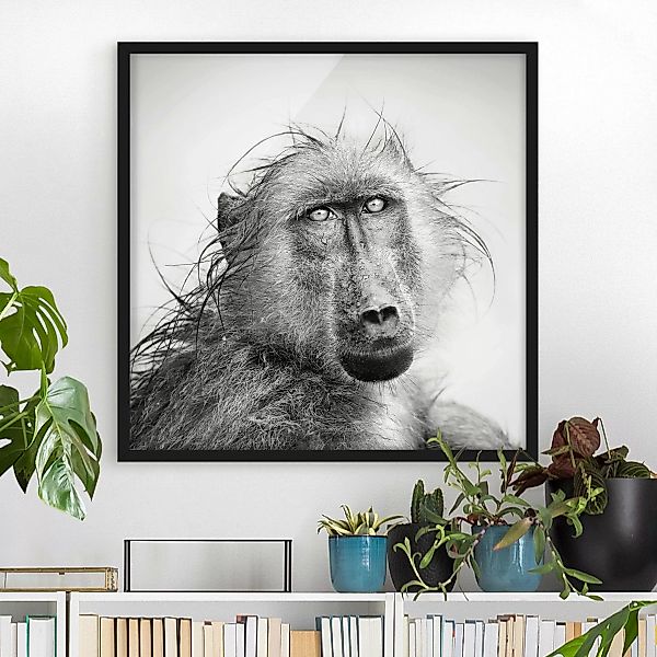 Bild mit Rahmen - Quadrat Crying Baboon günstig online kaufen