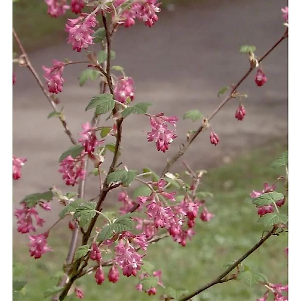 Blut-Johannisbeere Amore 30-40cm - Ribes sanguineum günstig online kaufen