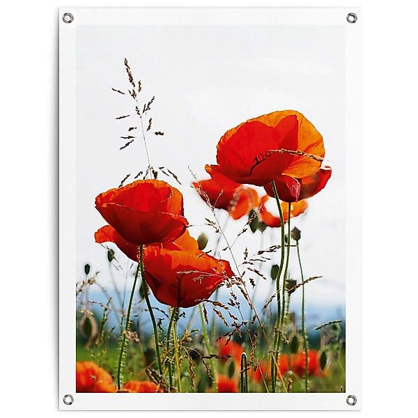 Reinders Poster "Mohnblumen", Outdoor für Garten oder Balkon günstig online kaufen