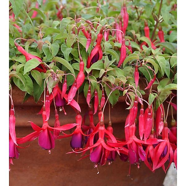 Fuchsie Georg - Fuchsia magellanica günstig online kaufen