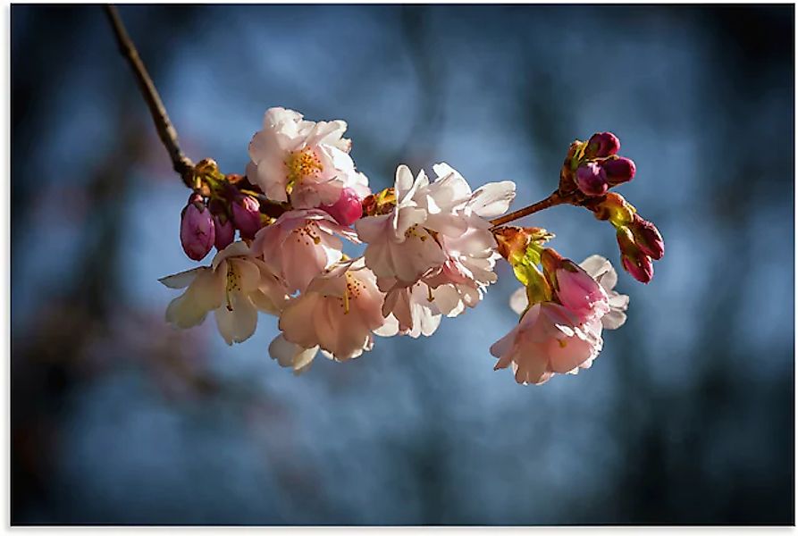 Artland Alu-Dibond-Druck "Kirschblüte im Frühling", Blumenbilder, (1 St.), günstig online kaufen