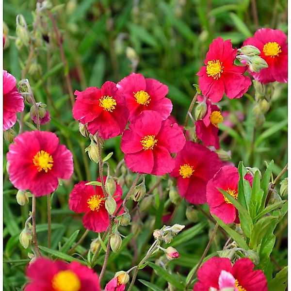 Sonnenröschen Blutströpfchen - Helianthemum cultorum günstig online kaufen