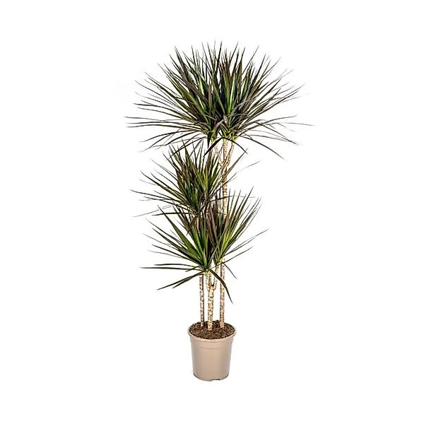 Exotenherz Dracaena Marginata Magenta 24cm Topf Höhe 130-150cm günstig online kaufen