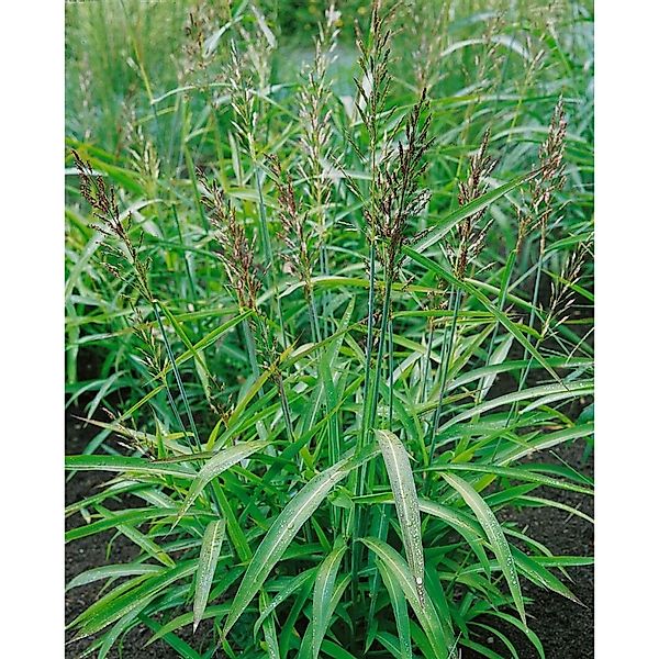 Spodiopogon Sibiricus Ziergras Ca. 9x9 cm Topf günstig online kaufen