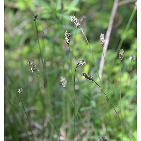 Einblütiges Perlgras - Melica uniflora günstig online kaufen