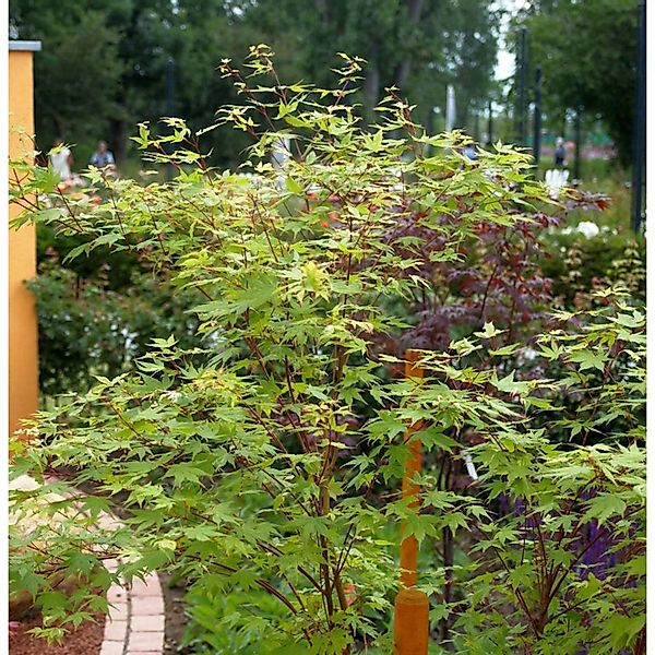 Japanischer Ahorn Anne Irene 80-100cm - Acer palmatum günstig online kaufen