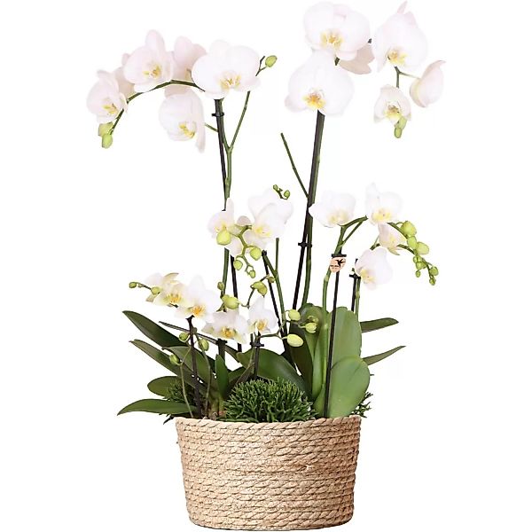 Kolibri Orchids Weißes Pflanzenset im Schilfkorb inkl. Wassertank Drei Weiß günstig online kaufen