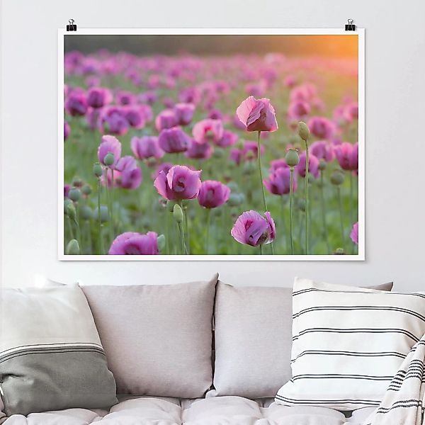 Poster Blumen - Querformat Violette Schlafmohn Blumenwiese im Frühling günstig online kaufen