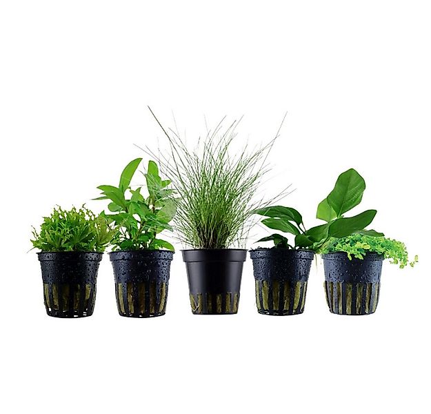 Aquaone Wasserpflanze Pflanzen Set mit 5 einfachen kleinen Wasserpflanzen N günstig online kaufen