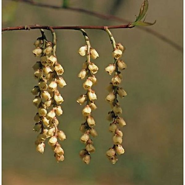 Früher Perlschweif 30-40cm  - Stachyurus praecox günstig online kaufen