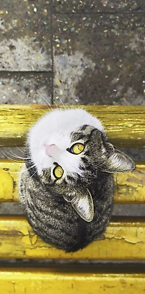 Wandkraft | Wanddekoration Katze günstig online kaufen