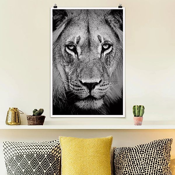Poster Tiere - Hochformat Alter Löwe günstig online kaufen