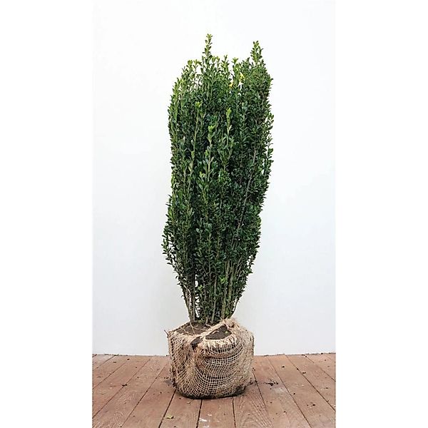Ilex crenata 'Fastigiata' 80-100 cm günstig online kaufen