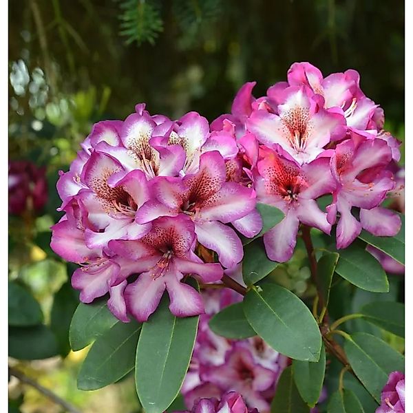 Großblumige Rhododendron Hans Hachmann 50-60cm - Alpenrose günstig online kaufen