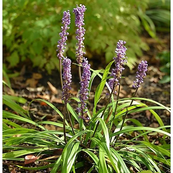 Lilientraube - Liriope muscaria günstig online kaufen