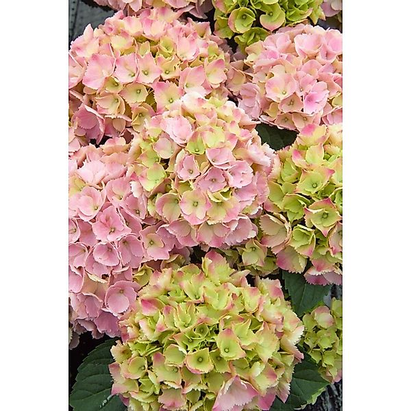 Hydrangea Macrophylla Bauernhortensie Pink Sensation 30-40 cm günstig online kaufen