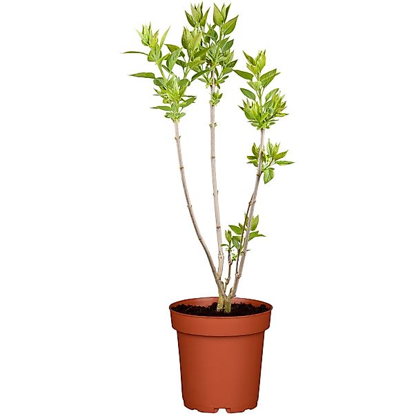 Zwerg-Duftflieder Tinkerbelle Rosa Höhe ca. 50 - 60 cm Topf ca. 3,5, Syring günstig online kaufen