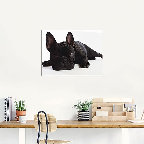 Artland Wandbild »Bulldogge«, Haustiere, (1 St.), als Alubild, Outdoorbild, günstig online kaufen