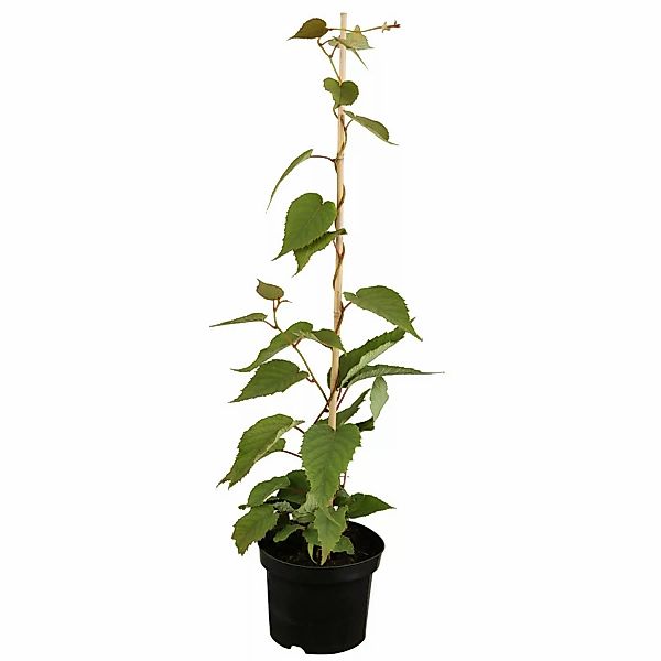GROW by OBI Kiwi Jenny Höhe ca. 30 - 40 cm Topf ca. 3 l Acitindia chinensis günstig online kaufen