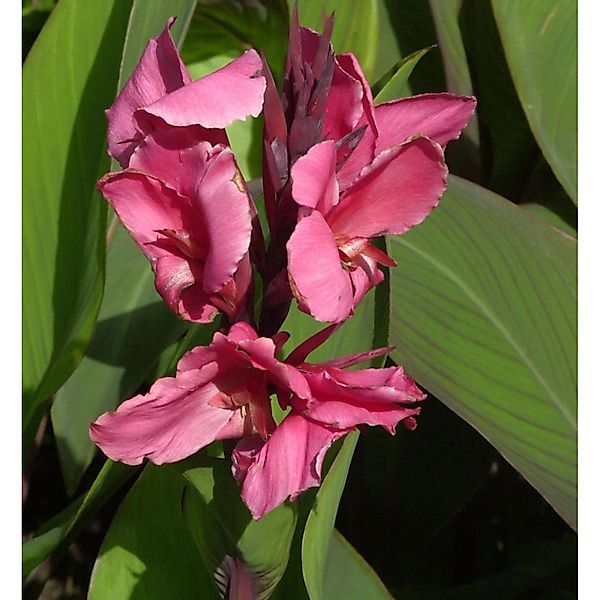 Indisches Blumenrohr Rot - Canna indica günstig online kaufen