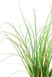 I.GE.A. Kunstpflanze "Gras im Reisig" Künstlicher Grasbusch, 2er Set günstig online kaufen