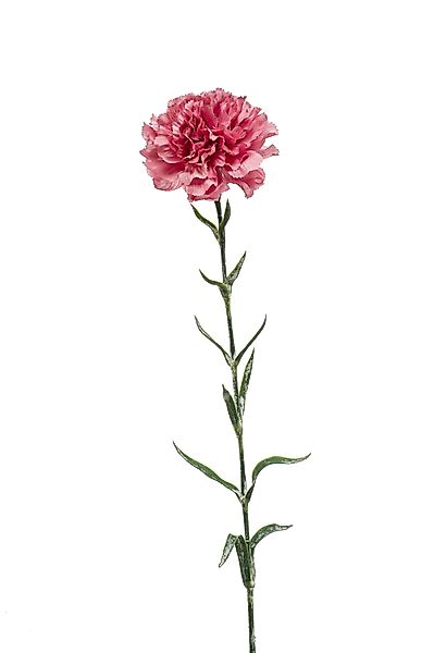 Kunstblume Blume mit Blüte, Emerald, Höhe günstig online kaufen