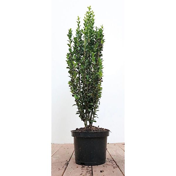 Ilex crenata 'Fastigiata' 40-50 cm günstig online kaufen
