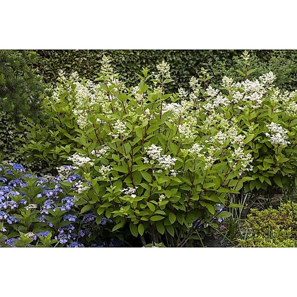 Hydrangea Paniculata Rispenhortensie Wims Red S 125-150 cm günstig online kaufen