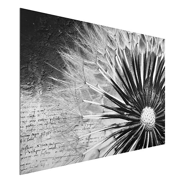Alu-Dibond Bild Schwarz-Weiß - Querformat 3:2 Pusteblume Schwarz & Weiß günstig online kaufen