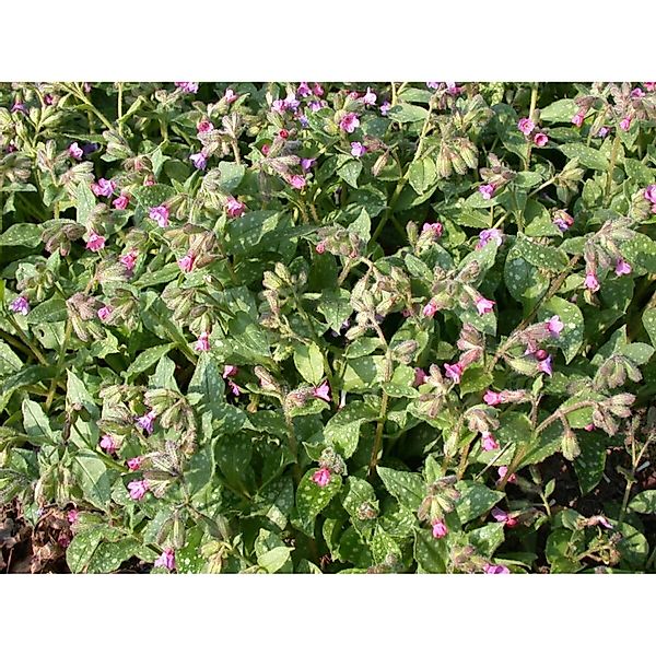 Pulmonaria Saccharata Mrs Moon Geflecktes Lungenkraut Ca. 9x9 cm Topf günstig online kaufen