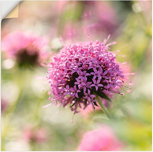 Artland Wandbild "Lila Blüte im Gegenlicht", Blumen, (1 St.), als Leinwandb günstig online kaufen