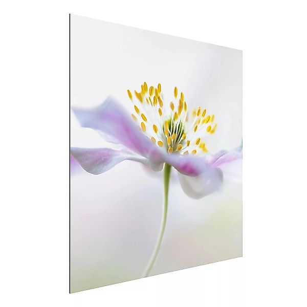 Alu-Dibond Bild Blumen - Quadrat Buschwindröschen in Weiß günstig online kaufen